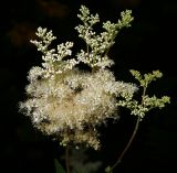 Filipendula ulmaria. Соцветия. Московская обл., Раменский р-н, окр. ж.-д. платформы Хрипань, залежь. 04.07.2013.