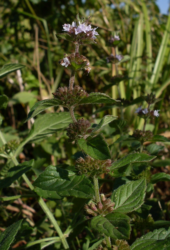 Image of Mentha × verticillata specimen.