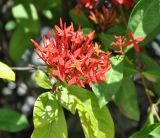 Ixora coccinea