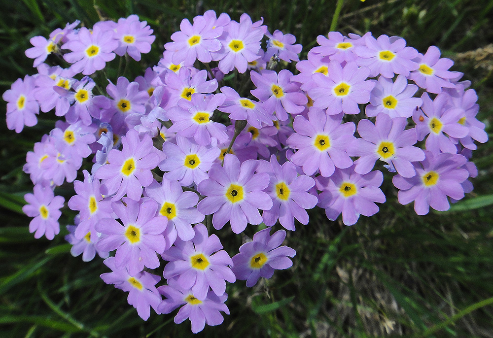 Image of Primula serrata specimen.