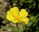 Potentilla nivea