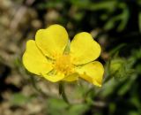 Potentilla nivea