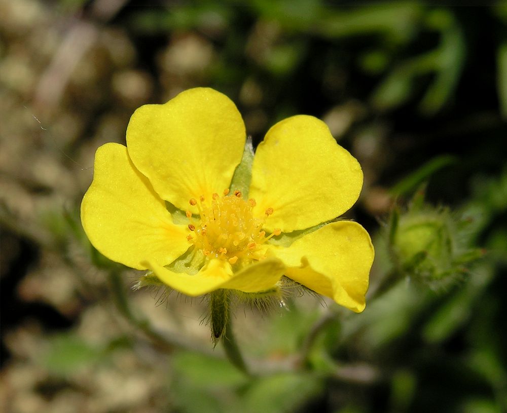 Изображение особи Potentilla nivea.