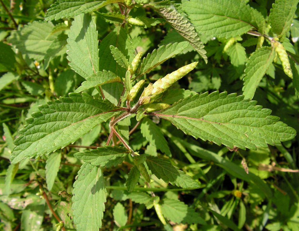 Image of genus Elsholtzia specimen.