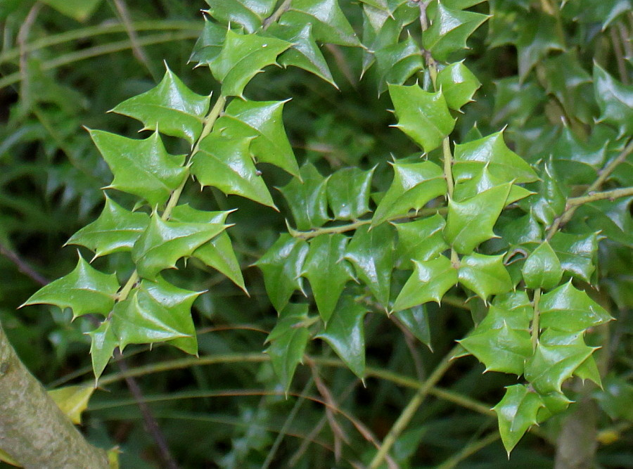 Изображение особи Ilex bioritsensis.