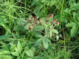 Comarum palustre