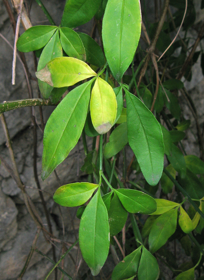 Image of Jasminum mesnyi specimen.