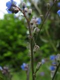 Cynoglottis barrelieri