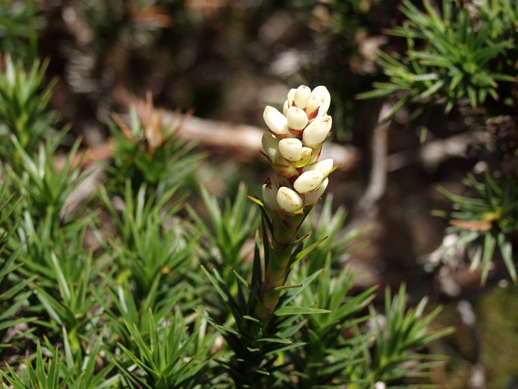 Image of Dracophyllum persistentifolium specimen.