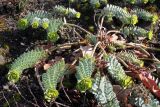Euphorbia myrsinites. Растение с развивающимися соцветиями. Германия, г. Дюссельдорф, Ботанический сад университета. 02.03.2014.