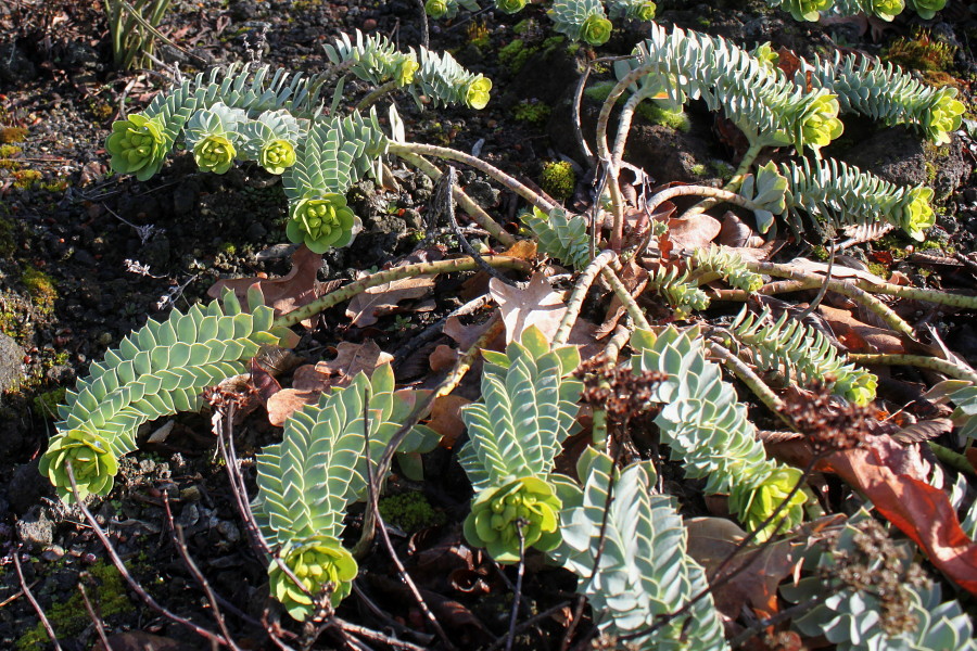 Image of Euphorbia myrsinites specimen.