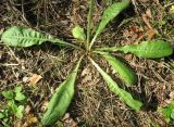 Crepis praemorsa