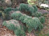 Tsuga canadensis. Вегетирующее растение ('Nana'). Германия, г. Дюссельдорф, Ботанический сад университета. 02.03.2014.