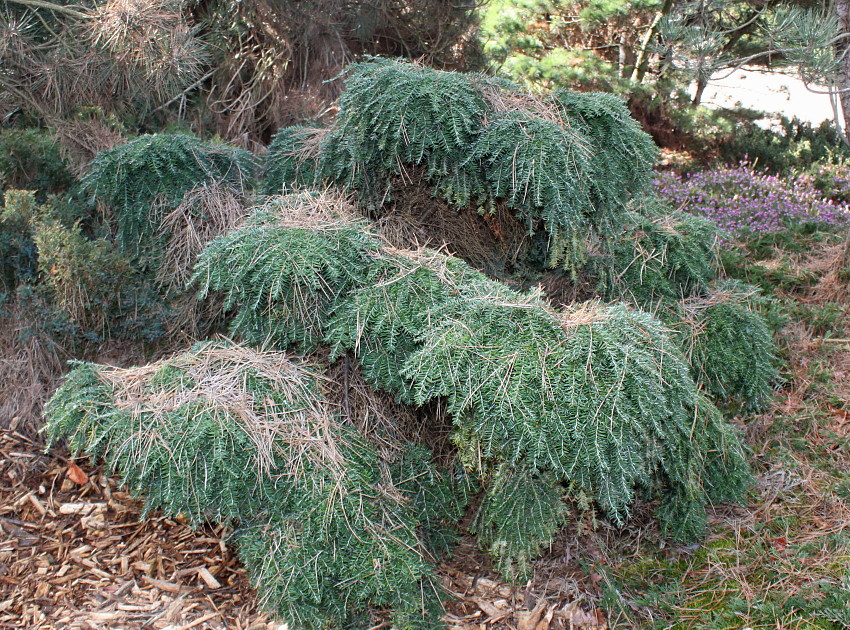 Изображение особи Tsuga canadensis.