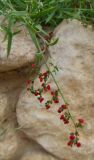 Chenopodium nutans. Веточка с плодами. Израиль, г. Беэр-Шева, сорняк в живой изгороди. 17.04.2014.