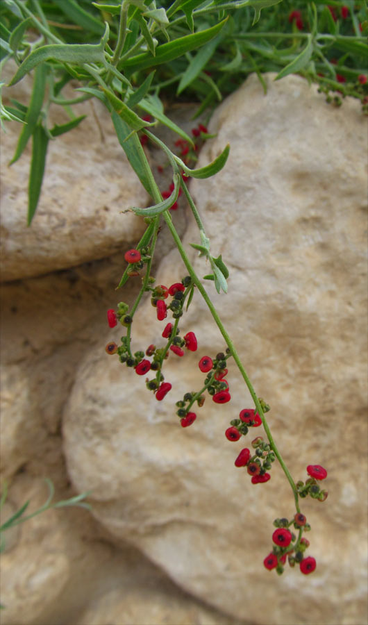 Image of Chenopodium nutans specimen.