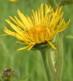 Inula helenium