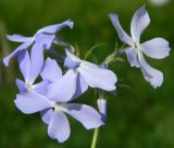 Phlox divaricata