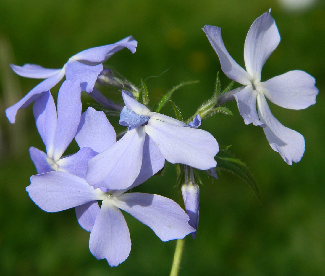 Изображение особи Phlox divaricata.