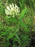 Trifolium pannonicum. Цветущее растение на горном лугу. Украина, Закарпатская область, Раховский район, окрестности села Квасы, 800 м н.у.м. Июль 2007 г.