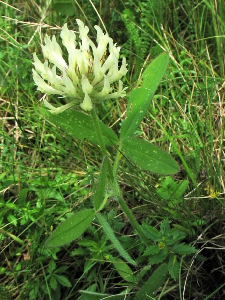 Изображение особи Trifolium pannonicum.