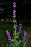 Delphinium hispanicum