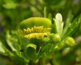 Ranunculus sceleratus