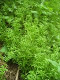 Galium aparine