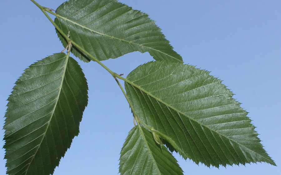 Изображение особи Ostrya virginiana.