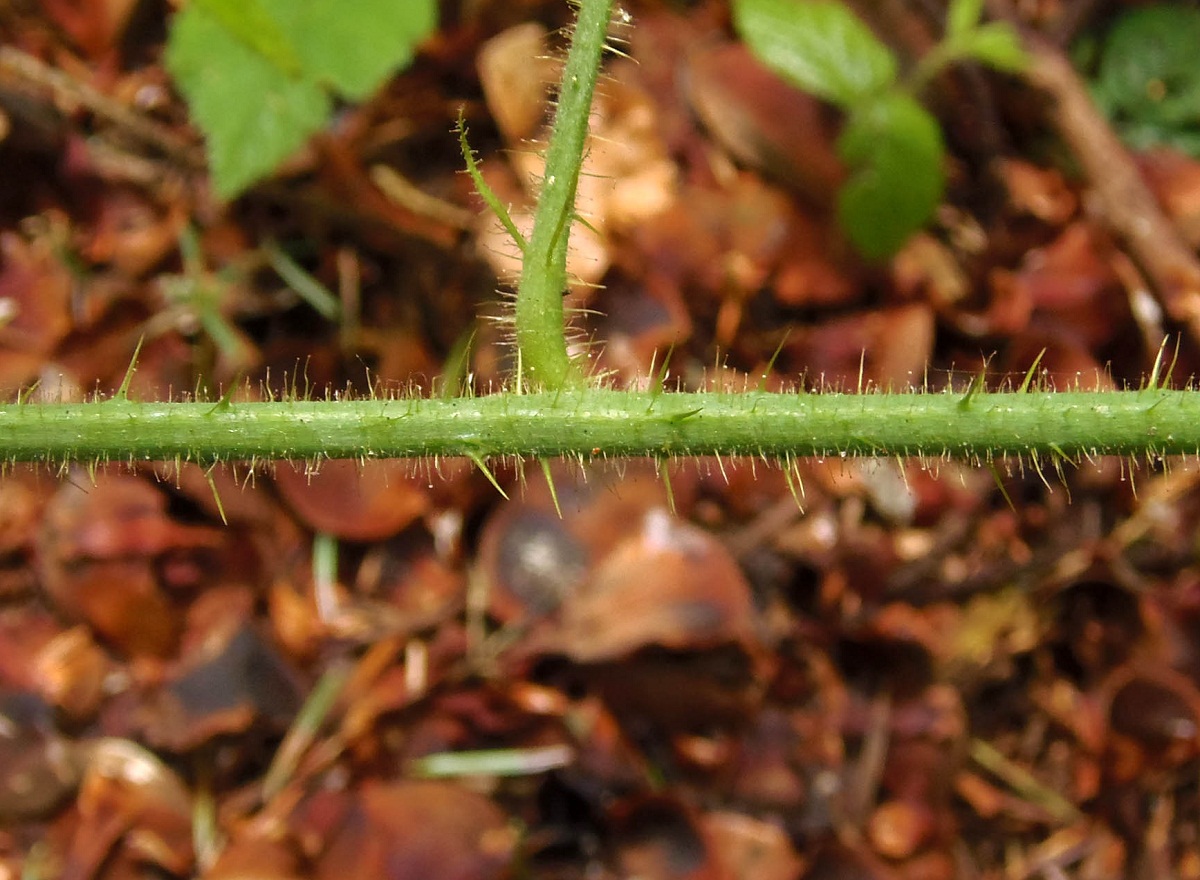 Image of genus Rubus specimen.