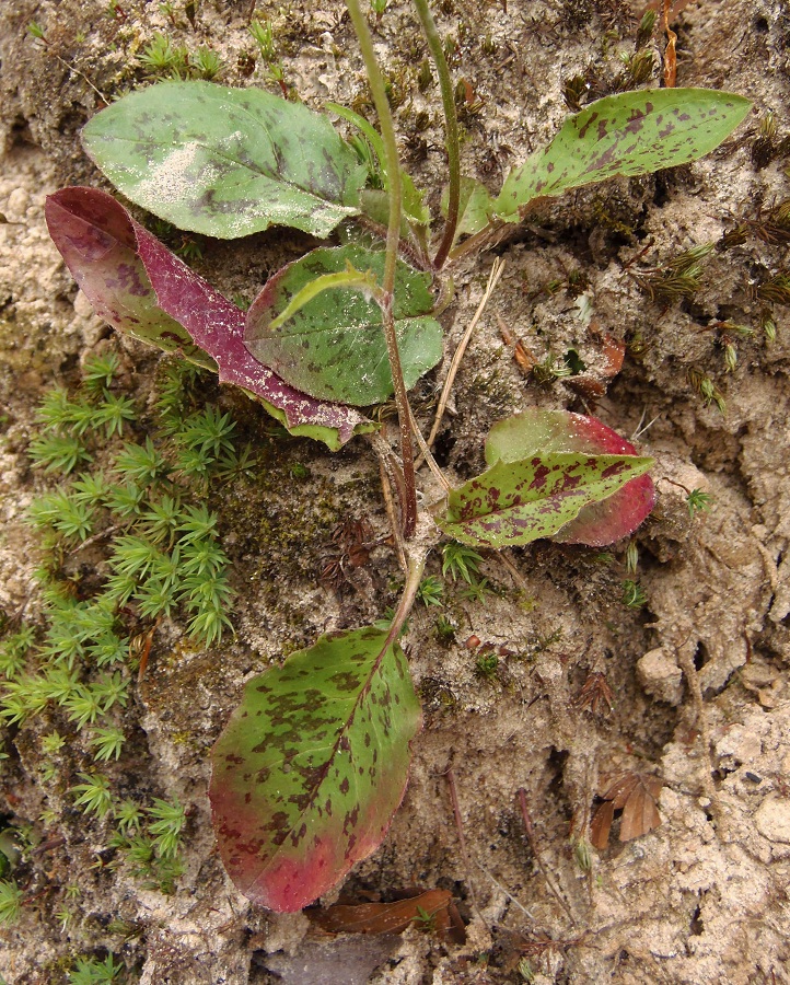 Изображение особи род Hieracium.