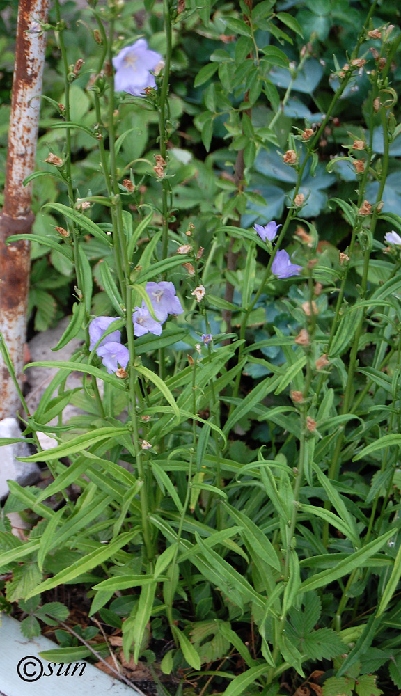 Изображение особи Campanula persicifolia.