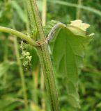 Urtica pubescens