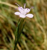 Petrorhagia prolifera