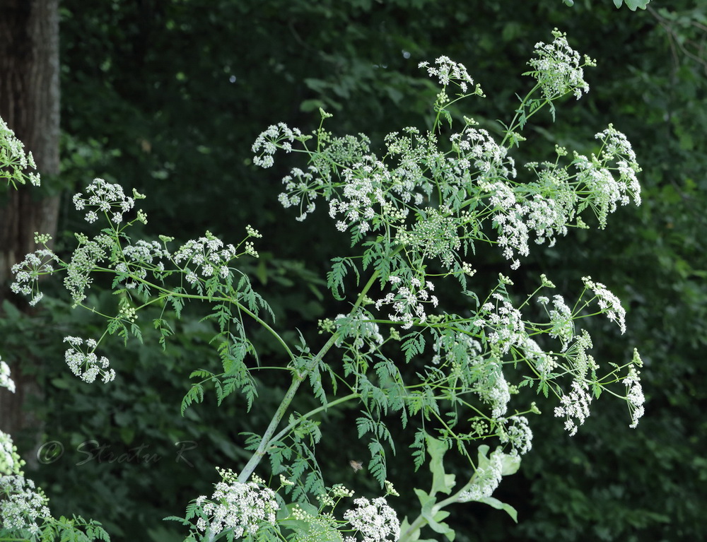 Изображение особи Conium maculatum.