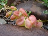 Astragalus skorniakowii