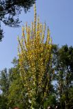 Verbascum olympicum. Соцветие. Германия, г. Дюссельдорф, Ботанический сад университета. 03.07.2014.