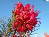 Grevillea longistyla