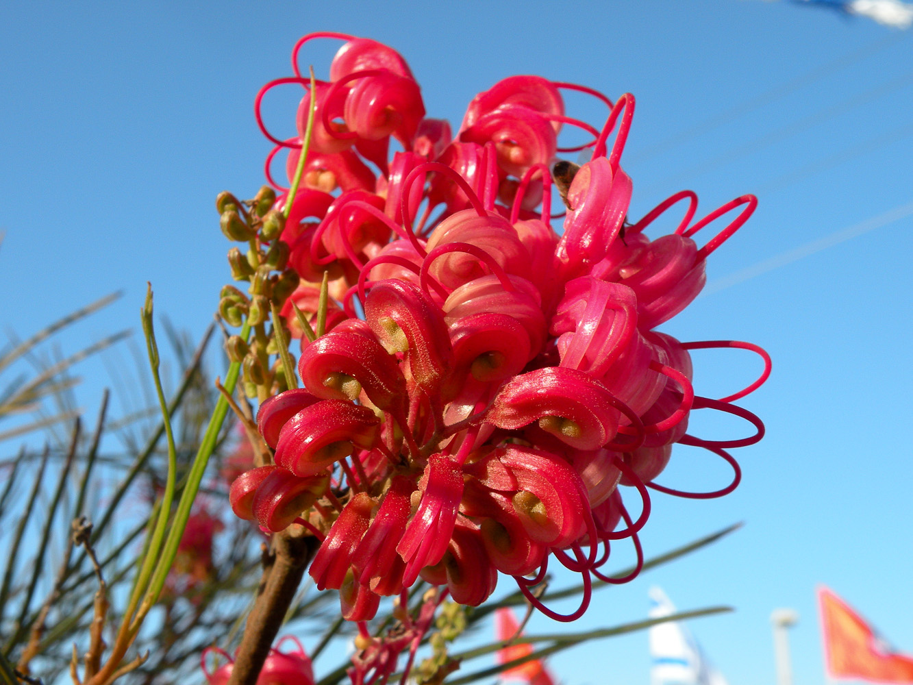 Изображение особи Grevillea longistyla.