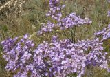 Limonium gmelinii