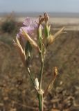 Dianthus pallens