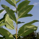 Asclepias syriaca. Средняя часть побега (у листьев видна их нижняя сторона). Германия, г. Дюссельдорф, Ботанический сад университета. 05.09.2014.