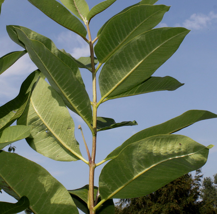 Изображение особи Asclepias syriaca.