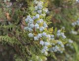 Platycladus orientalis. Ветка с незрелыми шишками. Санкт-Петербург, ботанический сад БИН РАН. 03.10.2014.