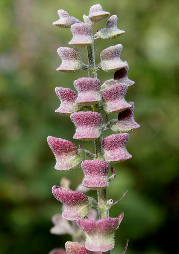 Image of Scutellaria incana specimen.