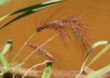 Echinochloa crus-galli. Верхушка растения с соцветием. Украина, г. Запорожье, возле устья р. Сухая Московка. 31.08.2014.