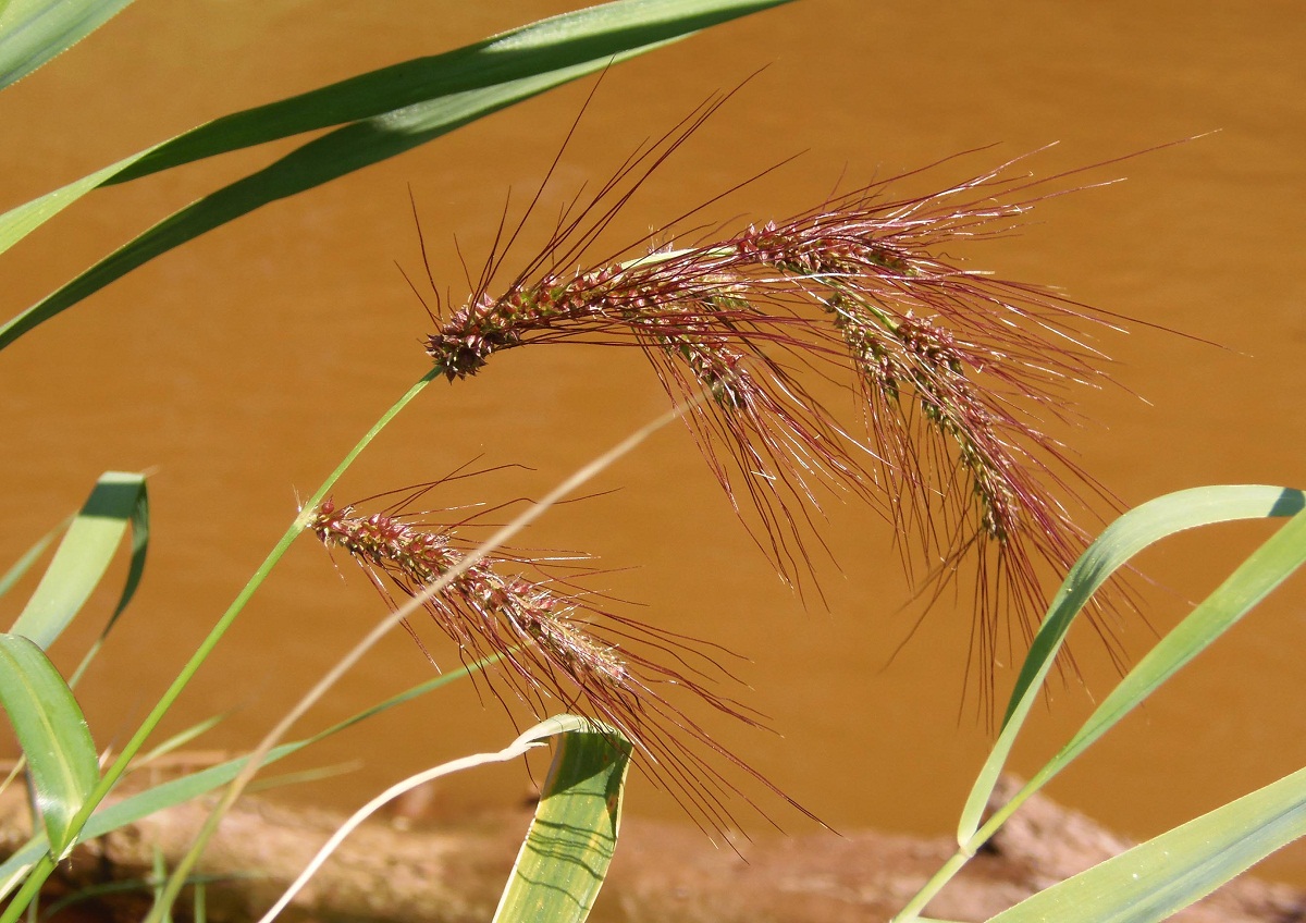 Изображение особи Echinochloa crus-galli.