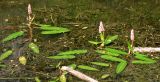 Persicaria amphibia. Цветущее растение. Республика Татарстан, Бавлинский р-н, старица р. Ик. 31.07.2009.