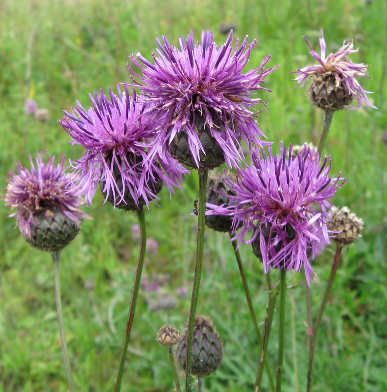 Image of Centaurea scabiosa specimen.