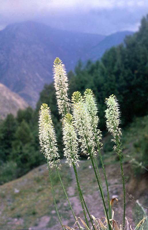 Изображение особи Eremurus kaufmannii.